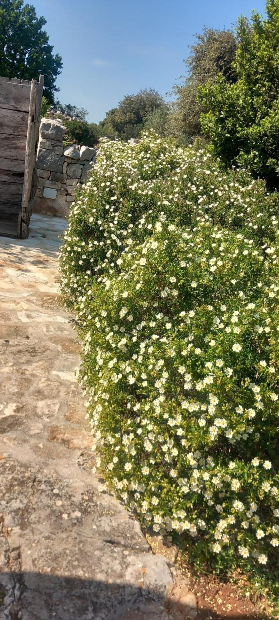 Trullo Gio Villa Cisternino Buitenkant foto